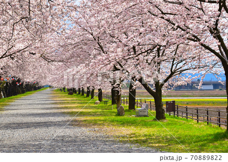 桜景 あさひ船川 桜景 あさひ船川 70889822