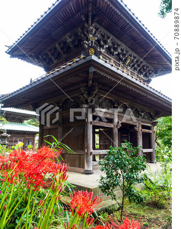 鎌倉・英勝寺　山門横の彼岸花 70889874