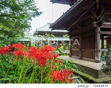 鎌倉・英勝寺　山門横の彼岸花 70889878