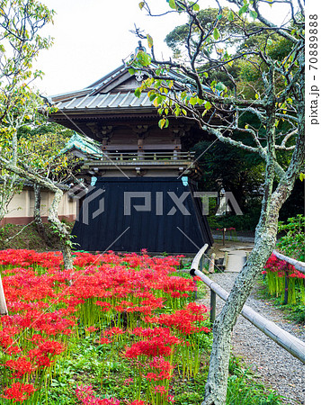鎌倉 英勝寺 鐘楼と彼岸花の写真素材 70