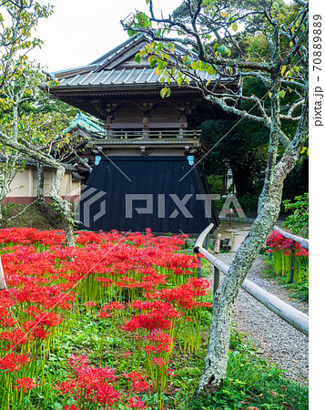 鎌倉・英勝寺　鐘楼と彼岸花 70889889