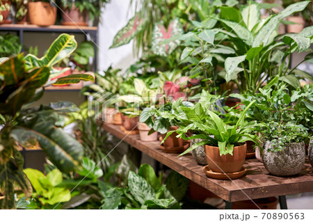 Many different plants in flower pots in flowers store. Garden center and wholesale supplier concept. Green background. Lots of leaves. 70890563