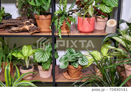Many different plants in flower pots in flowers store. Garden center and wholesale supplier concept. Green background. Lots of leaves. 70890581