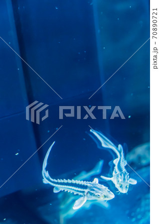 チョウザメ 70890721