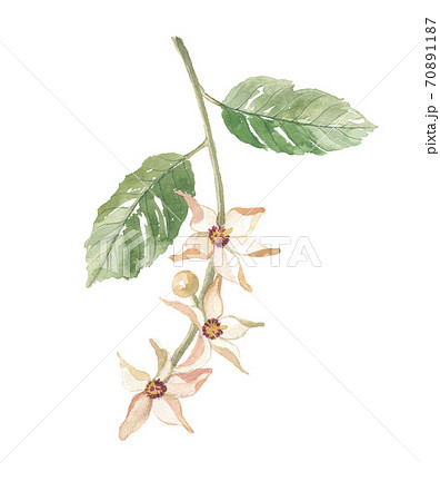 サラノキ　花 70891187