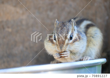 餌鉢の上でエサをほお張るシマリス　大きな頬袋 70891227