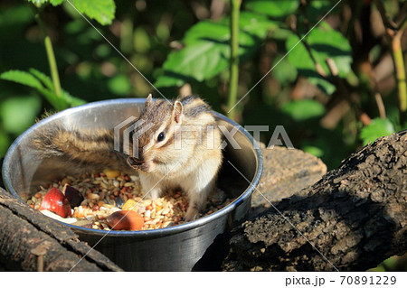餌鉢の上でエサをほお張るシマリス　大きな頬袋 70891229