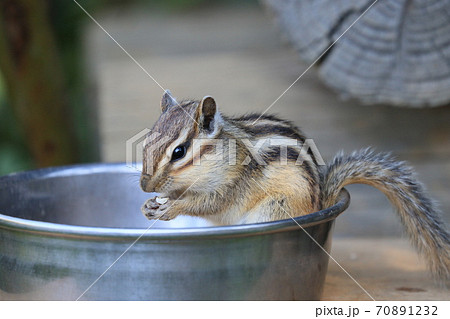 餌鉢の上でエサをほお張るシマリス　大きな頬袋 70891232