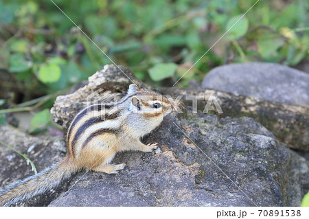 辺りを警戒するシマリスの写真素材