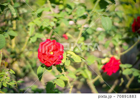 深山イギリス庭園に咲く赤い花の写真素材 7018