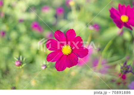 深山イギリス庭園に咲くピンクのコスモスの写真素材 7016