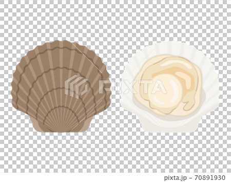 ホタテ貝のイラストのイラスト素材