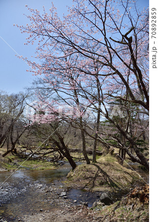 桜が見守る清流 70892859