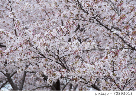 山梨県大法師公園の満開の桜 70893013
