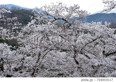 山梨県大法師公園の満開の桜 70893017