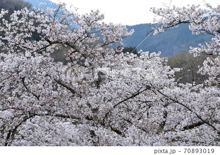 山梨県大法師公園の満開の桜 70893019
