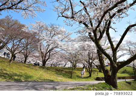 山梨県大法師公園の満開の桜 山梨県大法師公園の満開の桜 70893022