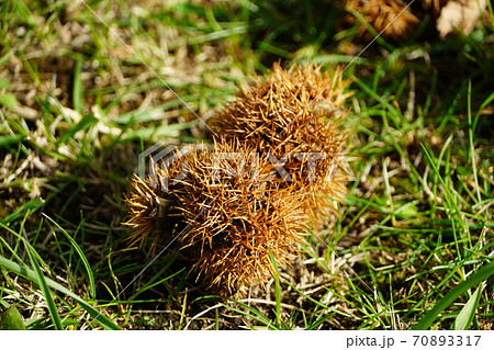 地面に落ちた栗のイガ 地面に落ちた栗のイガ 70893317