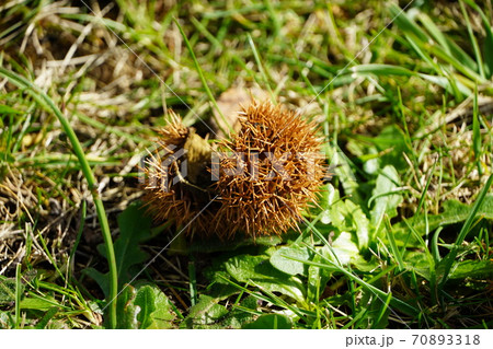 地面に落ちた栗のイガ 70893318