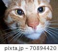 飼い猫 70894420