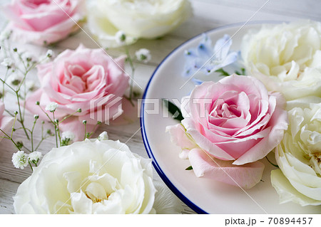 ピンクと白の薔薇の花の写真素材