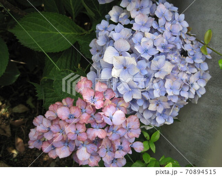 薄紫色の紫陽花とピンク色の紫陽花の写真素材
