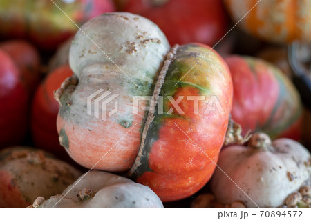 Close up angle view of Turban Squash  70894572