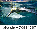 泳ぐペンギン 70894587