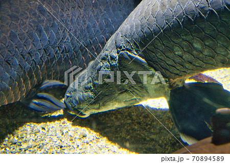 大きなピラルク 70894589