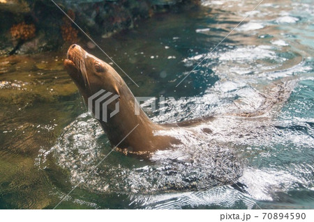 水中から頭を出すアシカ 70894590