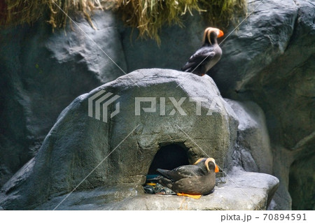 休む鳥 70894591