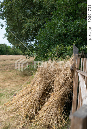 Harvesting wheat in the field Harvesting wheat in the field 70894731