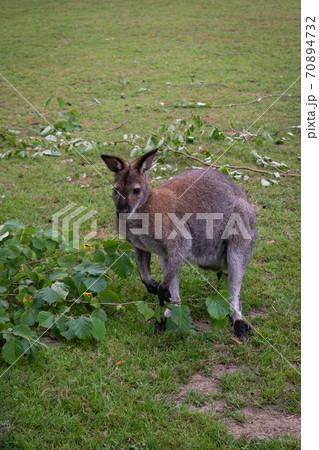 One red necked wallaby 70894732