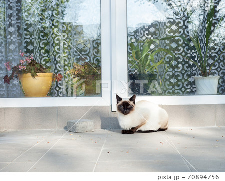 Siamese cat sitting by house near window Siamese cat sitting by house near window 70894756