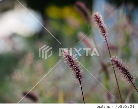 ムラサキエノコログサ　ネコジャラシ 70895501