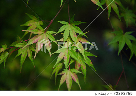新潟県南魚沼市の雲洞庵の紅葉 新潟県南魚沼市の雲洞庵の紅葉 70895769