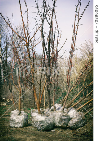 Young spring trees seedlings with roots wraped by a plastic and prepaired for sale and transportation vertical 70896095
