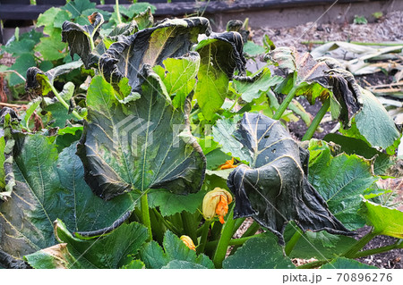 zucchini plants damaged by a heavy fall frost zucchini plants damaged by a heavy fall frost 70896276