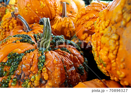 A background of various bumpy warty pumpkins and squashes A background of various bumpy warty pumpkins and squashes 70896327
