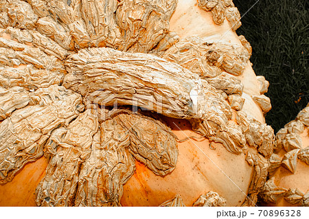 Top view of a bumpy peanut-shell pumpkin Top view of a bumpy peanut-shell pumpkin 70896328