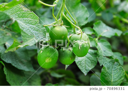 A cluster of potato seed pods hanging on a plant 70896331