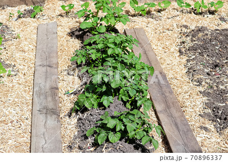 A row of hilled potatoes between a mulch board path 70896337