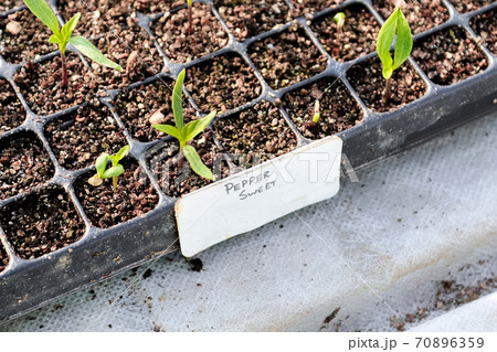 Closeup of sweet pepper sprouting in starter trays Closeup of sweet pepper sprouting in starter trays 70896359