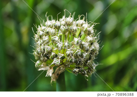 Macro of green onion capsules maturing outdoors Macro of green onion capsules maturing outdoors 70896388