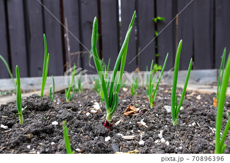 Ground view of onion greens growing in a garden 70896396