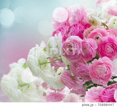 Pink and white ranunculus flowers 70896447