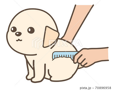 ブラッシングをされる子犬 ブラッシングをされる子犬 70896958