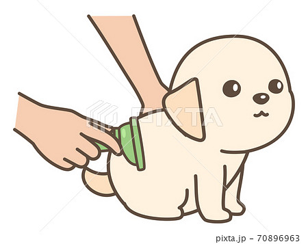 ブラッシングをされる子犬 ブラッシングをされる子犬 70896963