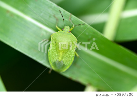 ミナミアオカメムシ 70897500