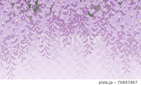 藤の花の背景 和風イラスト 藤棚 16 9のイラスト素材